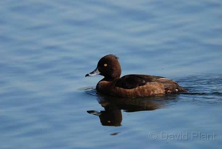 Tufted duck female - E.jpg - Tufted duck female - Cambridgeshire